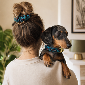 collection indiana, accessoires pour chien