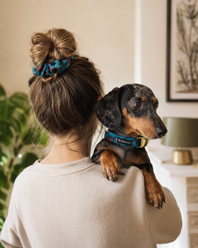 collection indiana, accessoires pour chien