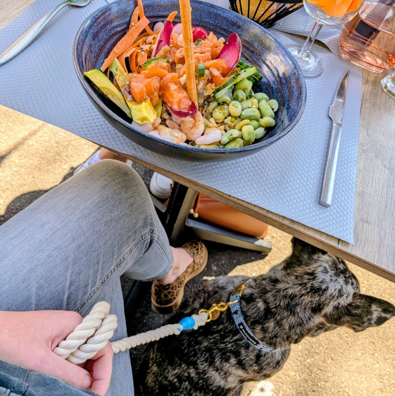 accessoires pour chien originaux