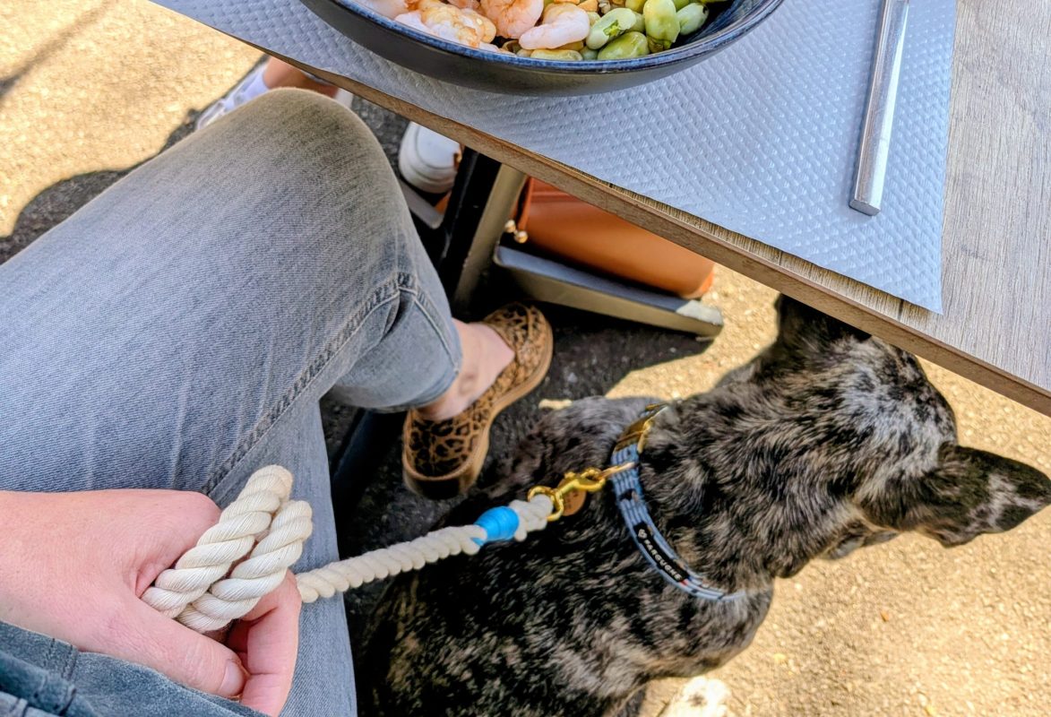 accessoires pour chien originaux