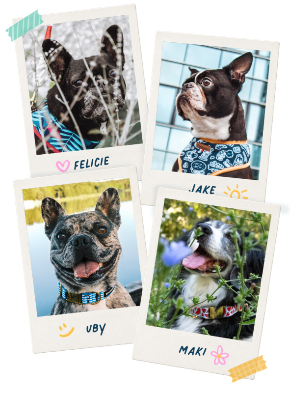 Mascottes atelier farouche, bouledogue français, boston terrier,border collie