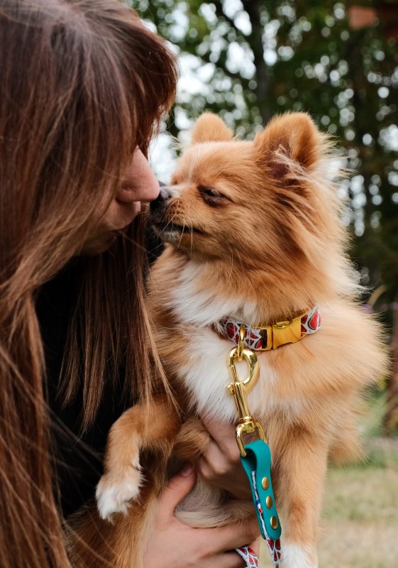 Collier pour chien pasteque made in france