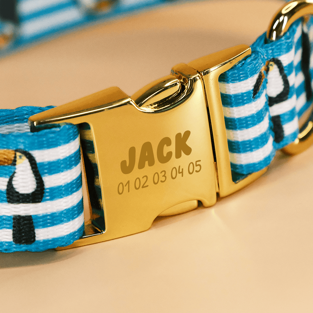 Collier pour chien Jack Atelier Farouche