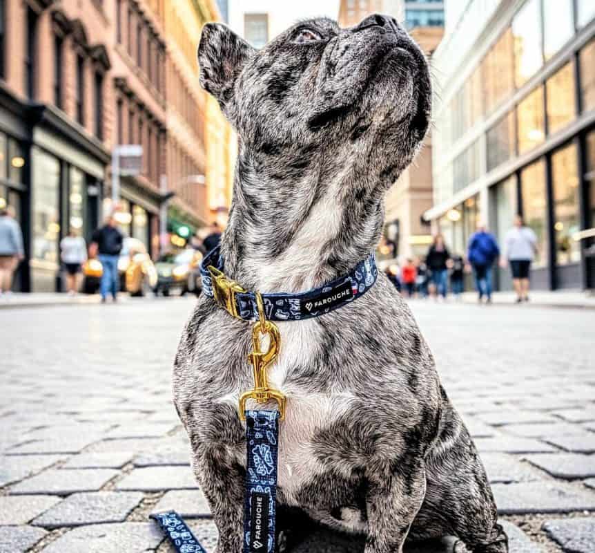 Chien de rue à New York portant un collier et une laisse.