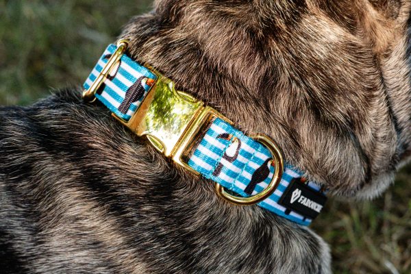 collier chien atelier farouche artisanal toucan 13