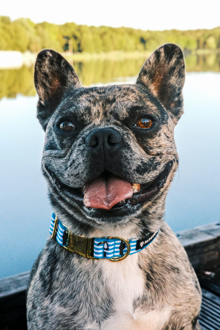 Accueil 5 Collier chien original fait main
