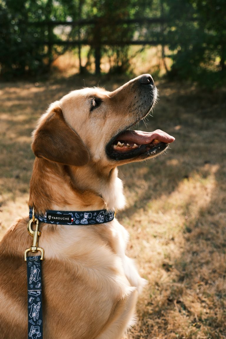 Accueil 8 Collier pour chien original atelier Farouche