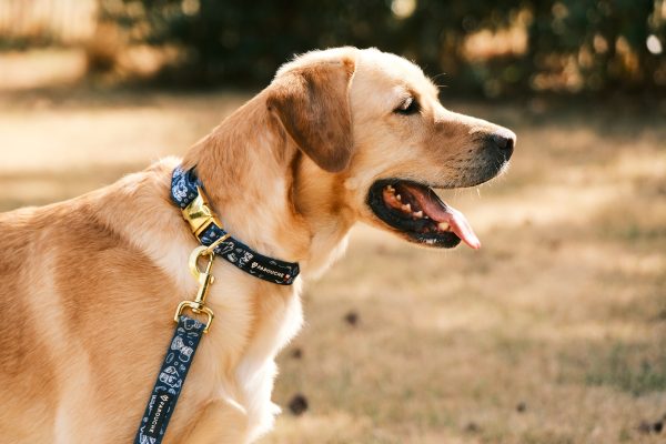 Laisses pour chien