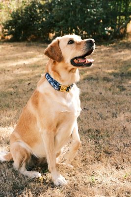 collier pour chien original