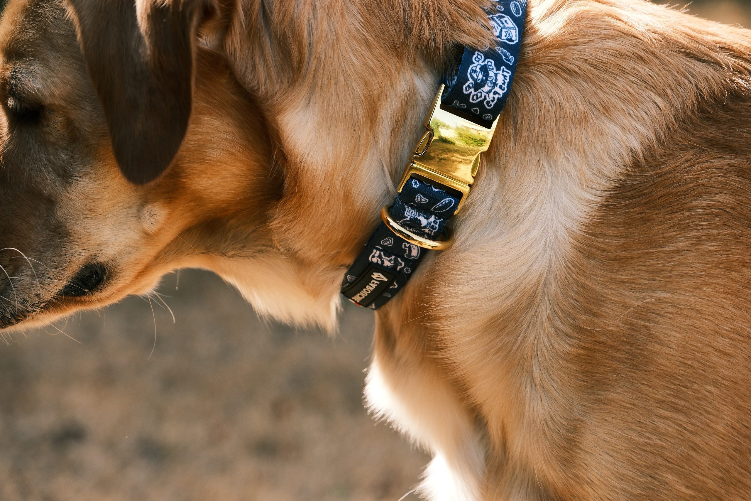 collier chien atelier farouche artisanal tyler 3 scaled e1788121091143