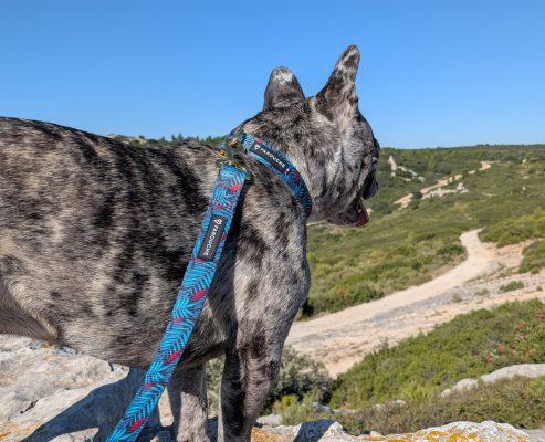 accessoires chien aventure