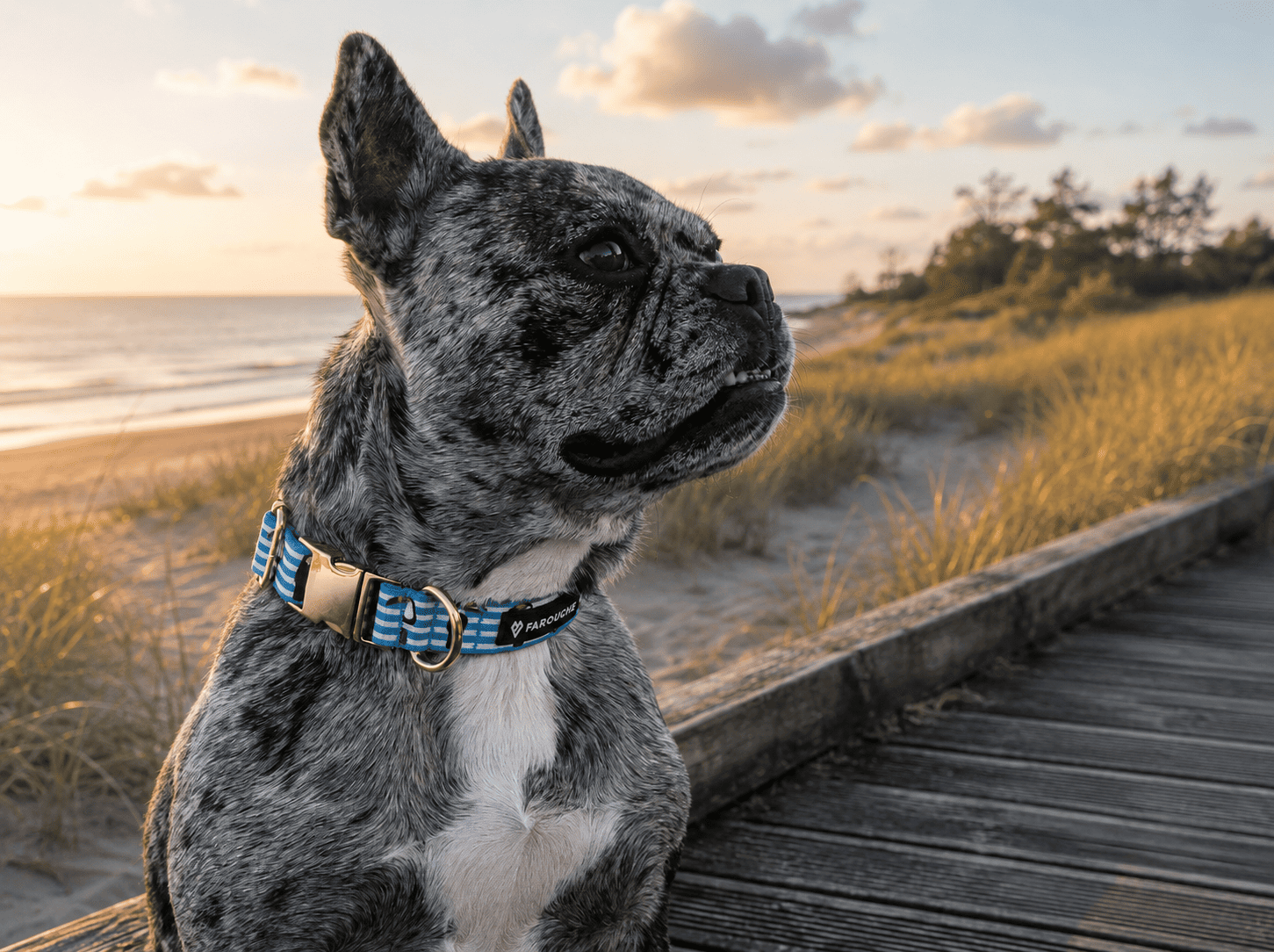 accessoires pour chien originaux