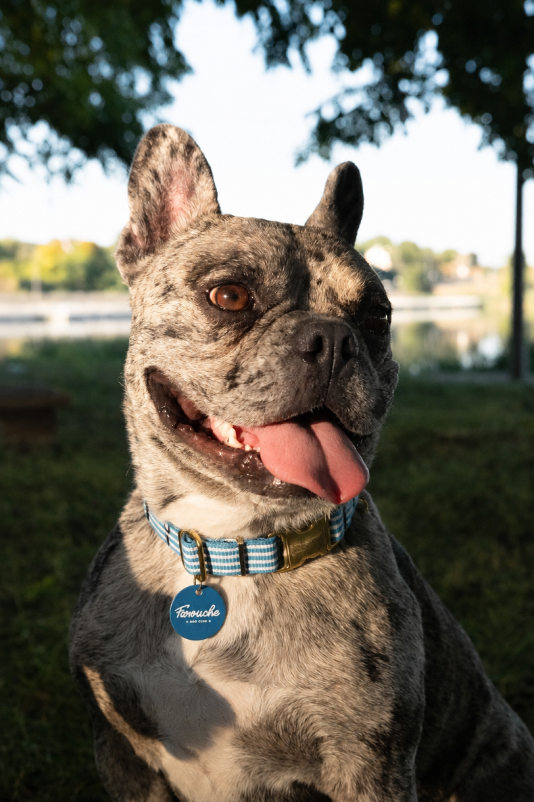 farouche id medaille chien