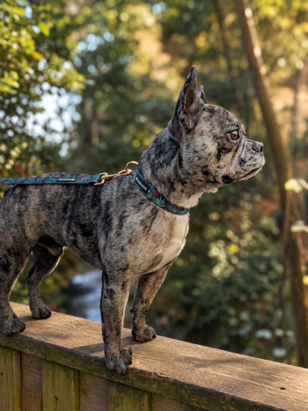 Accessoires chien originaux